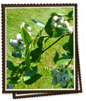 Back-Yard Farm Camp