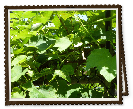 Growing Seedless Grapes - Stark Bro's