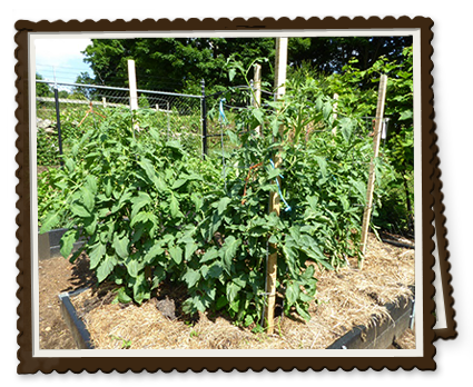 Mulching Your Garden