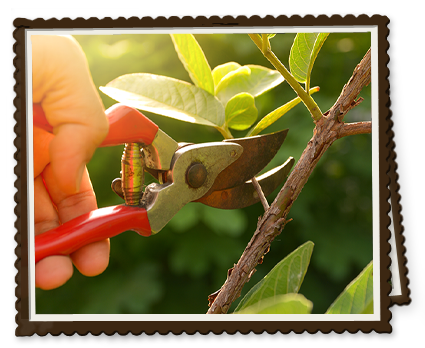 Summer Pruning