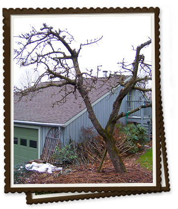 Winter Pruning