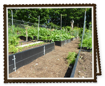 Raised Bed Gardening