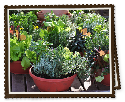 https://whimsybrookfarm.com/images/soc/soc-container-garden.png