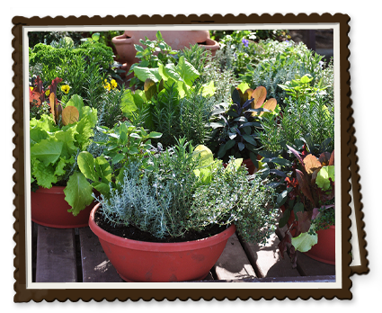 Don't Drown the Plants in Your Container Garden